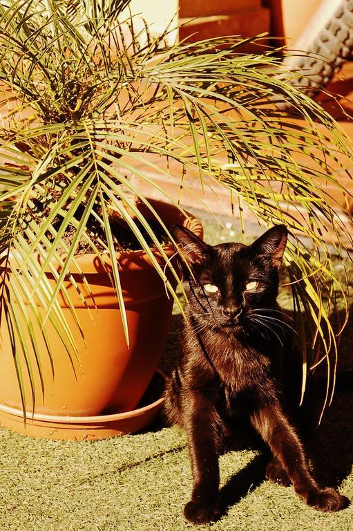 Jaguar House Pansiyon Cochabamba Dış mekan fotoğraf